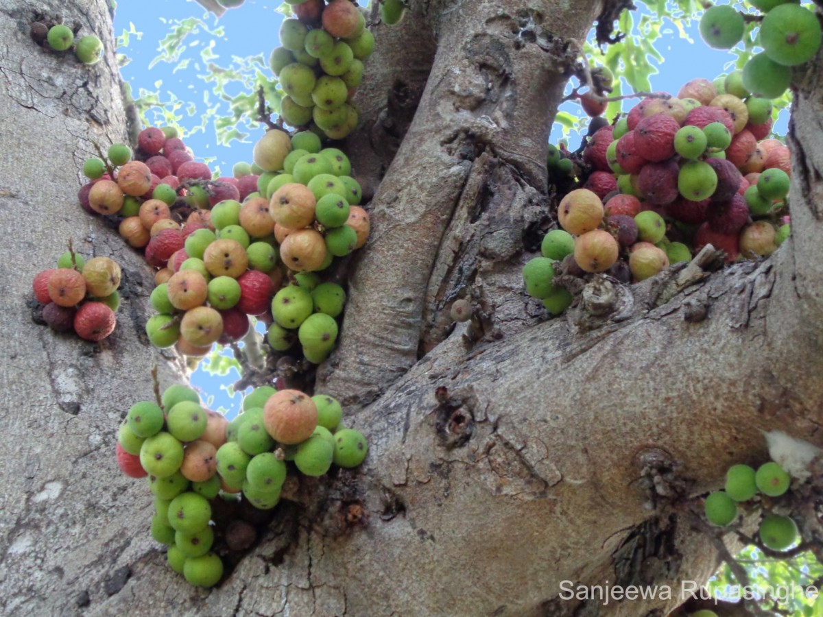 Ficus racemosa L.